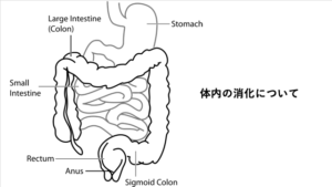 「消化・吸収・代謝について」に関するスクリーンショット